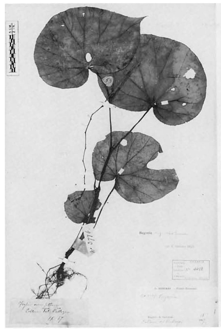 B. cognata